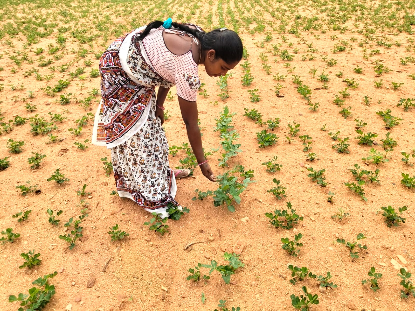 CRP Gowthami observed the Navadhanyalu